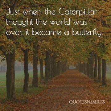 butterfly strength picture quote